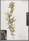 Foto von Salix nigra Marshall
